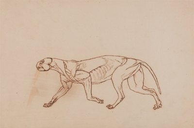 Vergleichende anatomische Darstellung der Struktur des menschlichen Körpers mit der eines Tigers und eines Co... von George Stubbs